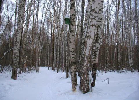 Winter forest Stock Photos