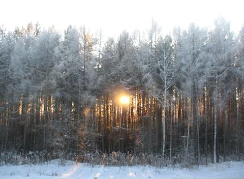 Winter forest Stock Photos
