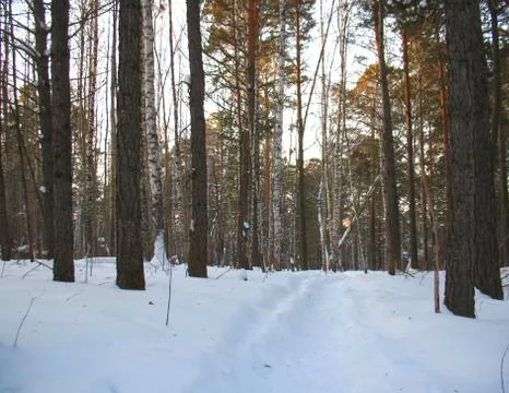 Winter forest Stock Photos