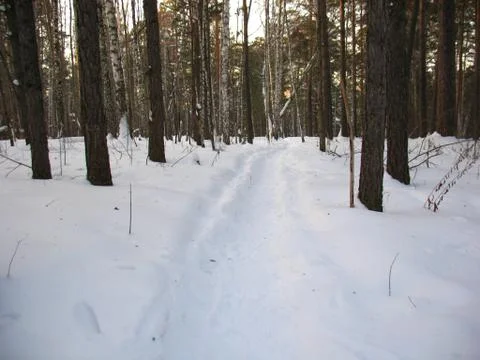 Winter forest Stock Photos