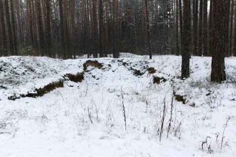 Winter in the forest Stock Photos