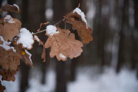 Winter forest Stockfoto's