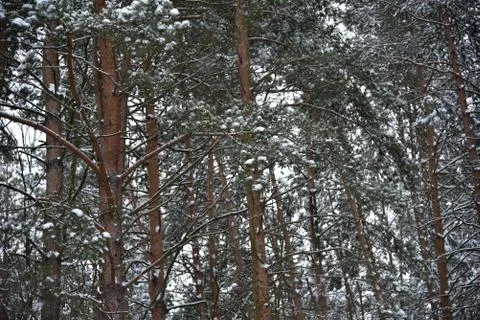 Winter in the forest Stockfoto's