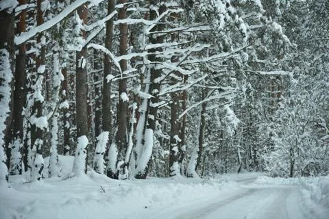 Winter in the forest Stockfoto's
