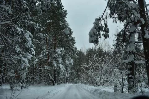 Winter in the forest Stockfoto's