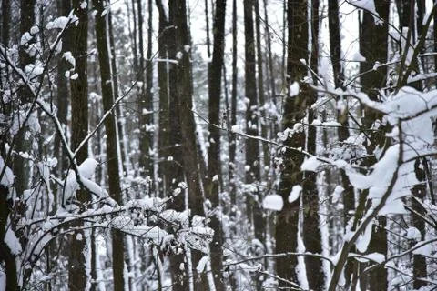 Winter in the forest Stockfoto's