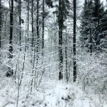 Winter in the Forest Stock Photos