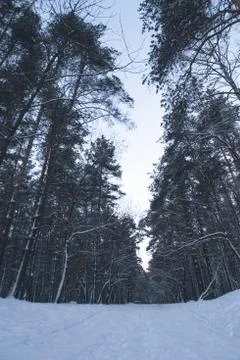 Winter forest Stock Photos