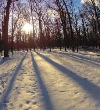 The winter forest Stock Photos