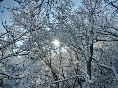 Winter forest Stock Photos