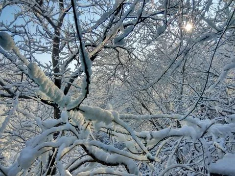 Winter forest Foto stock