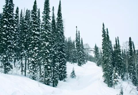 Winter forest Stock Photos