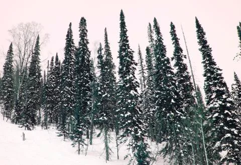 Winter forest Stock Photos