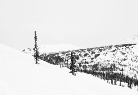 Winter forest Stock Photos