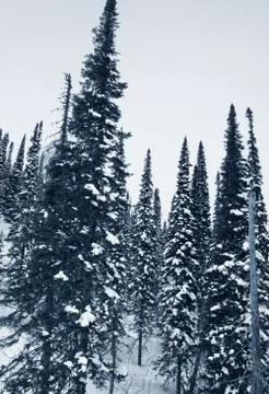 Winter forest Stock Photos