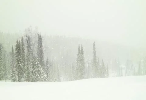 Winter forest Foto stock