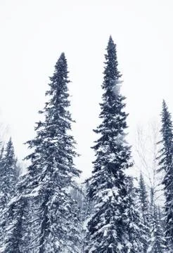 Winter forest Stock Photos