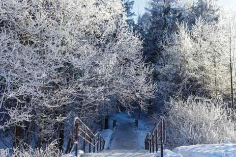 Winter forest Stock Photos
