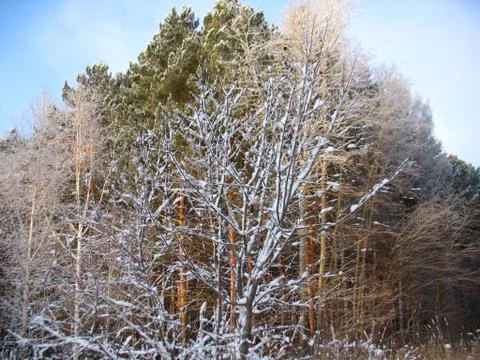Winter forest Stock Photos