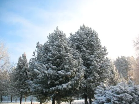 Winter forest Stock Photos