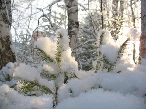 Winter forest Stock Photos