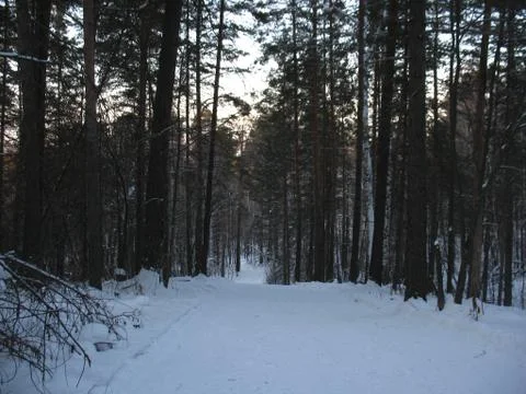 Winter forest Stock Photos