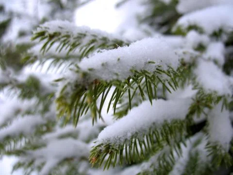 Winter forest Stock Photos