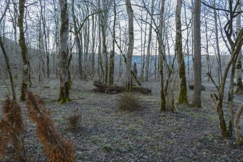 The winter forest Stock Photos