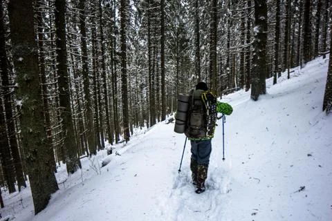 Winter forest Stock Photos