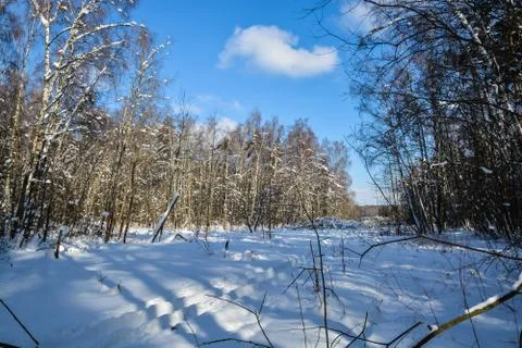 Winter forest. Stock Photos