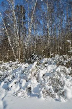 Winter forest. Stock Photos