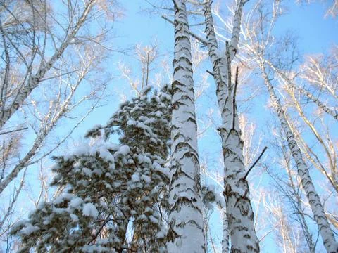Winter forest Stock Photos