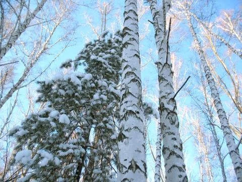 Winter forest Stock Photos