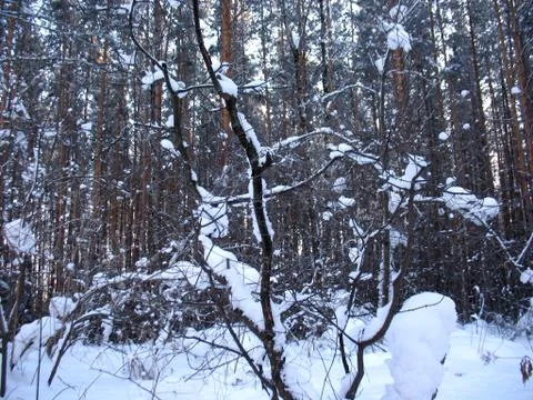 Winter forest Stock Photos