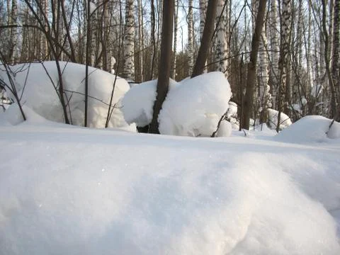 Winter forest Stock Photos