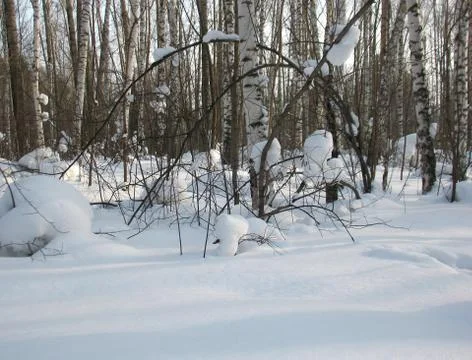 Winter forest Stock Photos