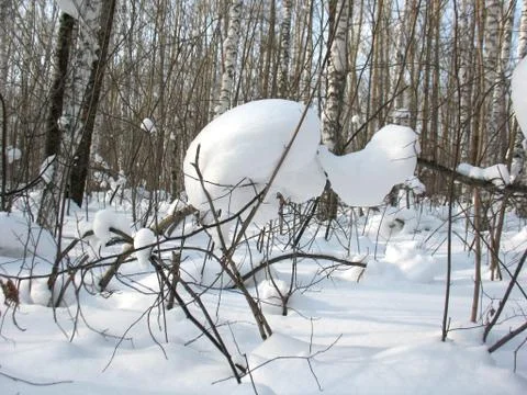 Winter forest Stock Photos