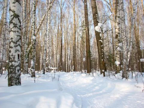 Winter forest Stock Photos