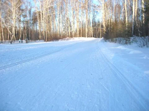 Winter forest Stock Photos