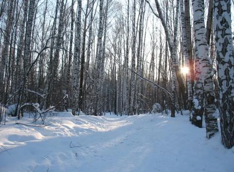 Winter forest Stock Photos
