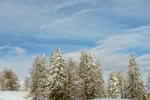 Winter forest Stock Photos