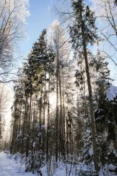Winter in the forest. Stock Photos