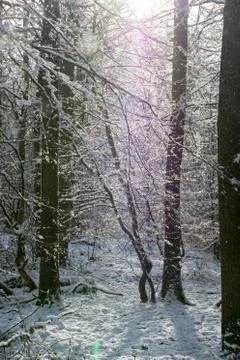 Winter forest Fotos de archivo