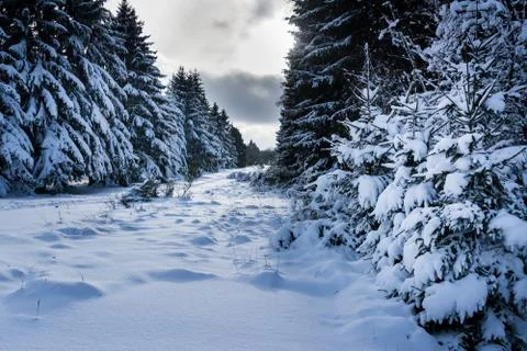 Winter in the forest Foto stock