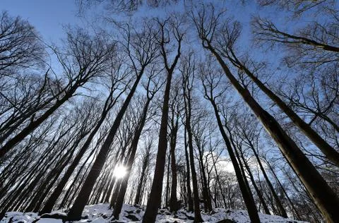 Winter forest Stock Photos