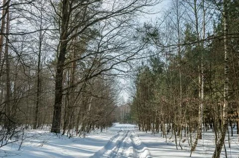 Winter in the forest Stock Photos