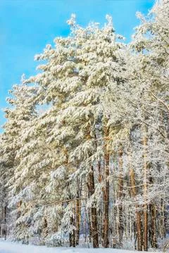 Winter Forest Stock Photos