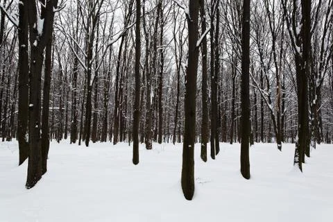 Winter forest. Stock Photos