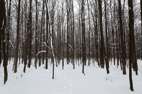 Winter forest. Stock Photos