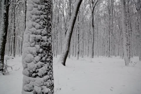 Winter forest. Stock Photos
